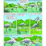 Avant-première : Les Oiseaux avec Bamboo (3)